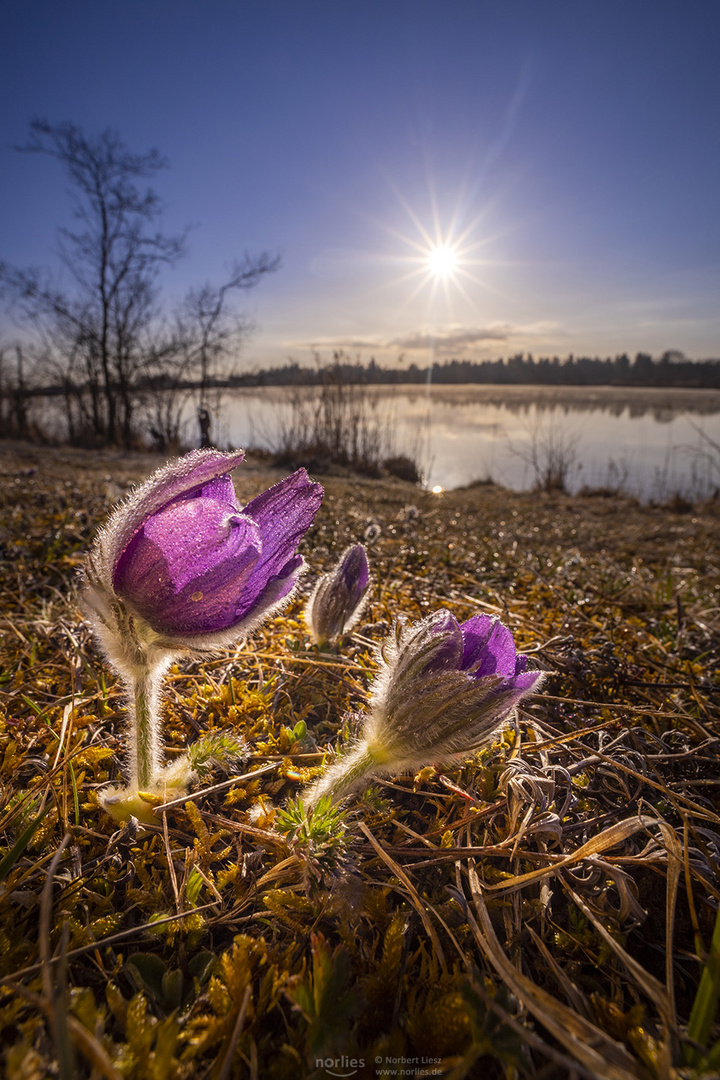 pulsatilla with sunstar