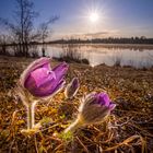 pulsatilla with sunstar