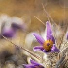 pulsatilla world