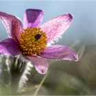 Pulsatilla#90284