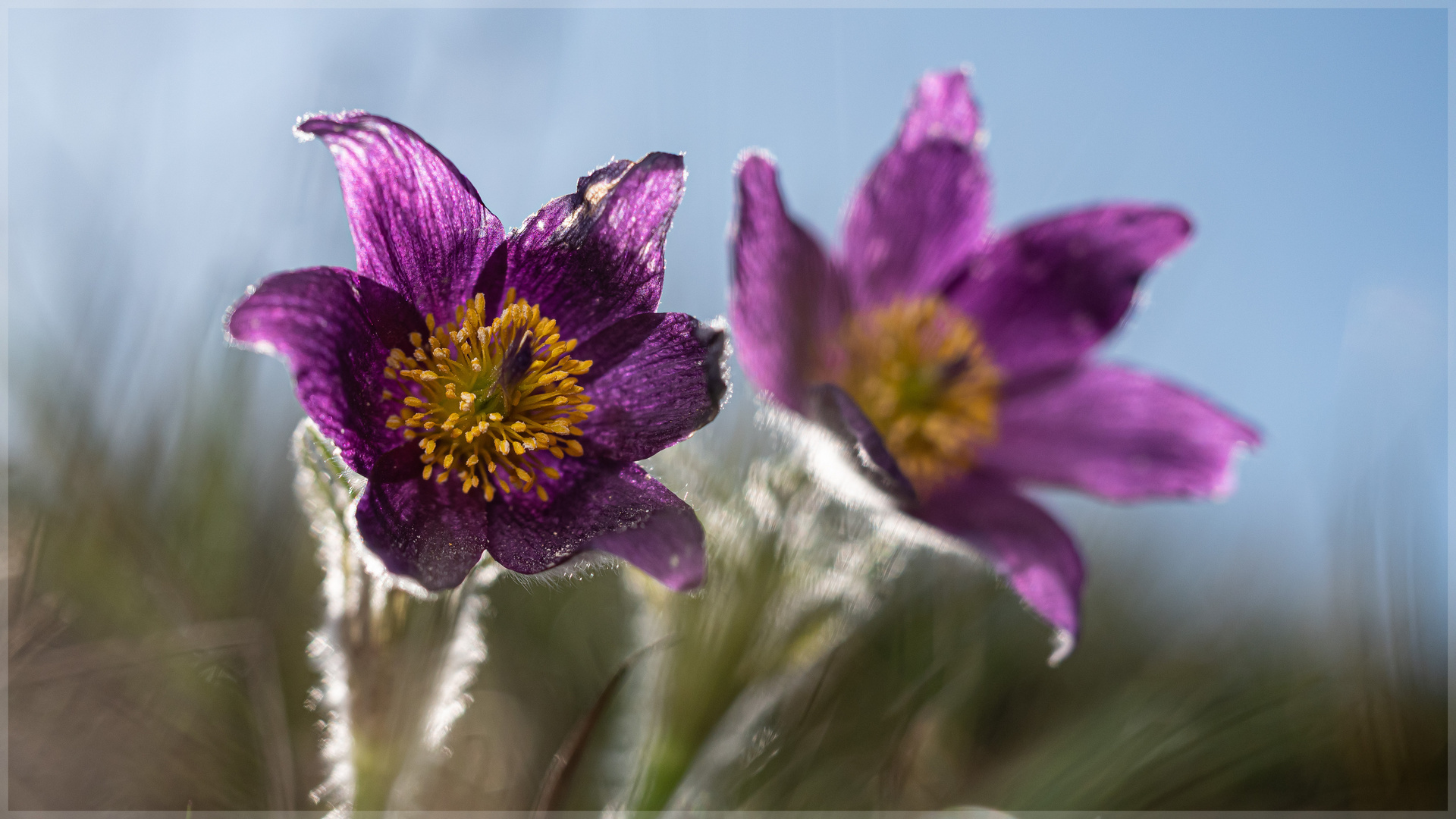 Pulsatilla#90304