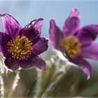 Pulsatilla#90304