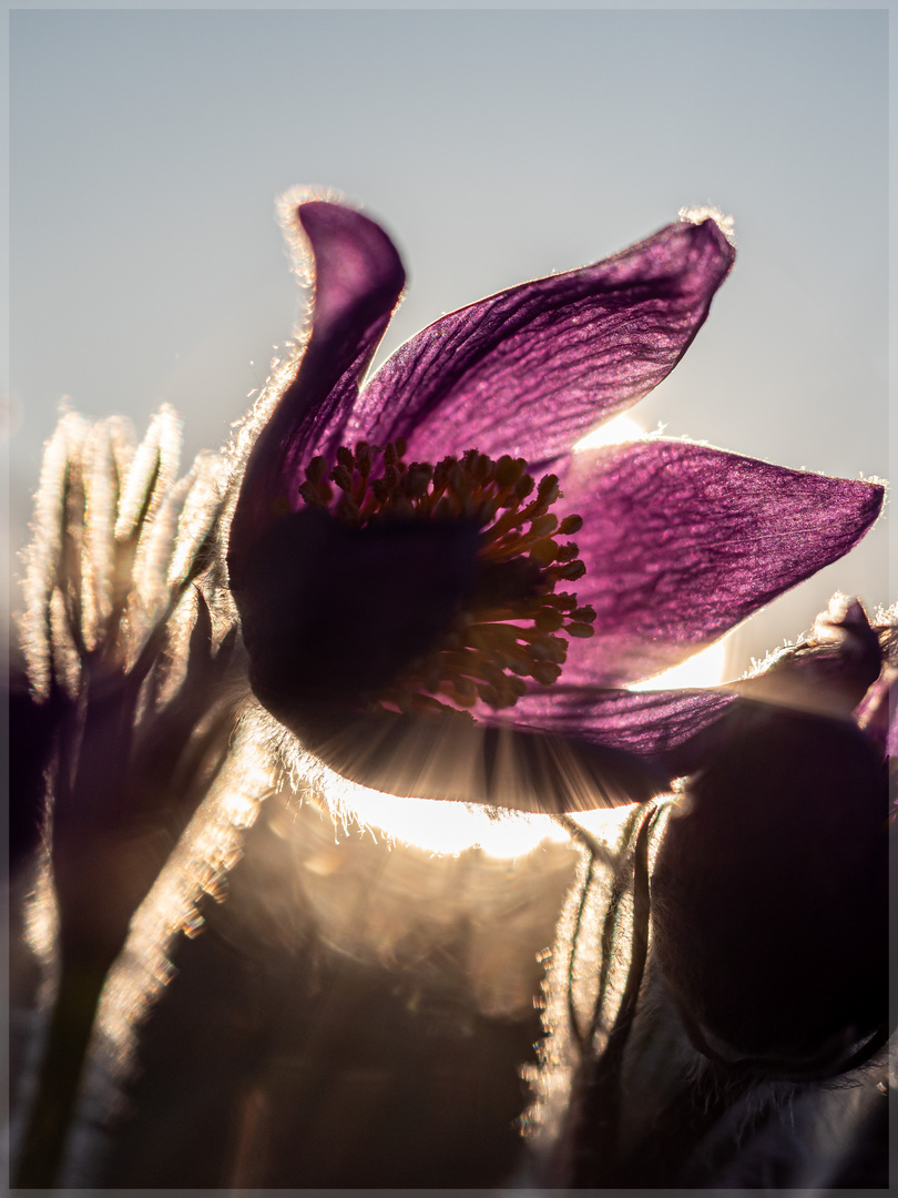 Pulsatilla#90396