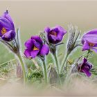 Pulsatilla#90549FS