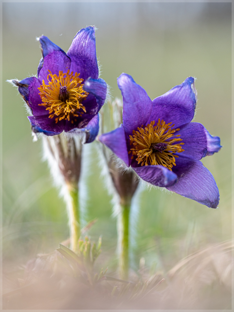 Pulsatilla#90691