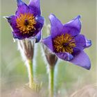 Pulsatilla#90691