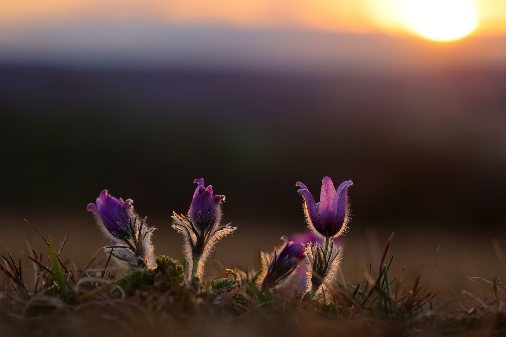 Pulsatillas im Abendlicht