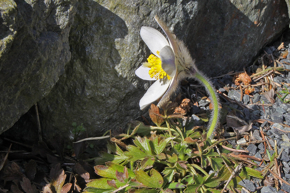 Pulsatille vernalis - Frühlings-oder Pelzanemone