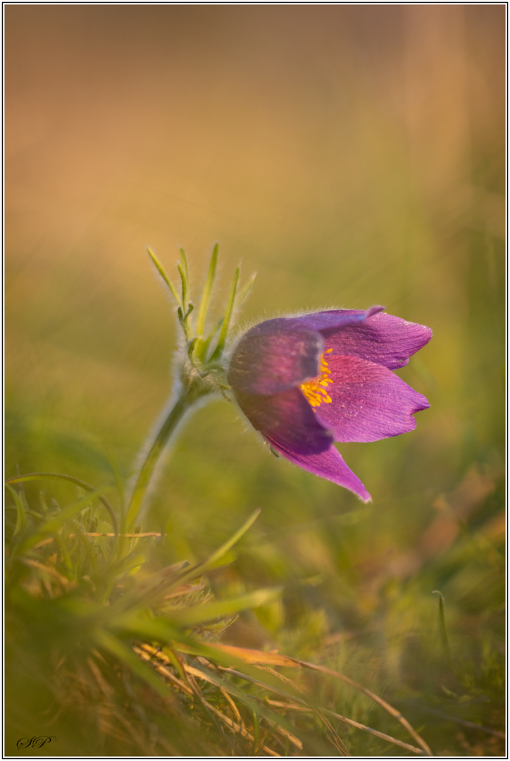 Pulsation colorée dans la prairie