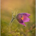 Pulsation colorée dans la prairie