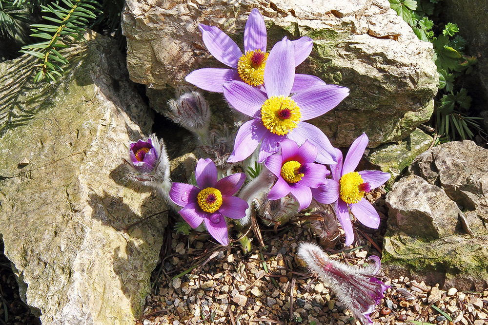 Pulsatiulla styriaca am zweiten Tag mit schon fast allen Blüten offen und diesmal in der Sonne