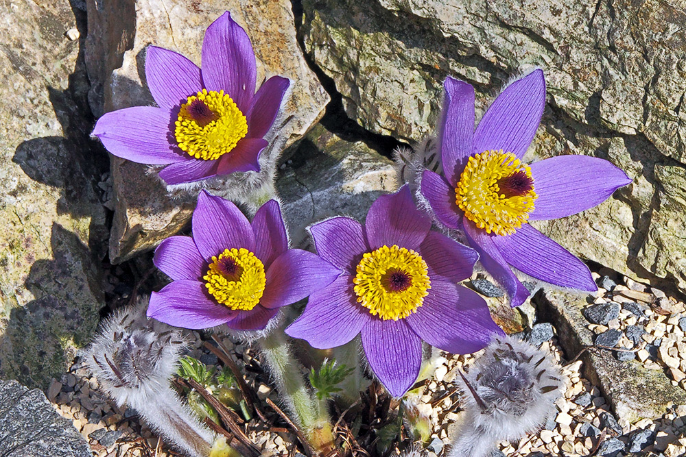 Pulstilla styriaca, die Steierische Küchneschelle wieder besonders zeitig erblüht