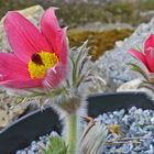 Pulstilla vulgaris - "Rote Glocke" eine holändische Züchtung von...