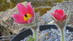 Pulstilla vulgaris - "Rote Glocke" eine holändische Züchtung von...