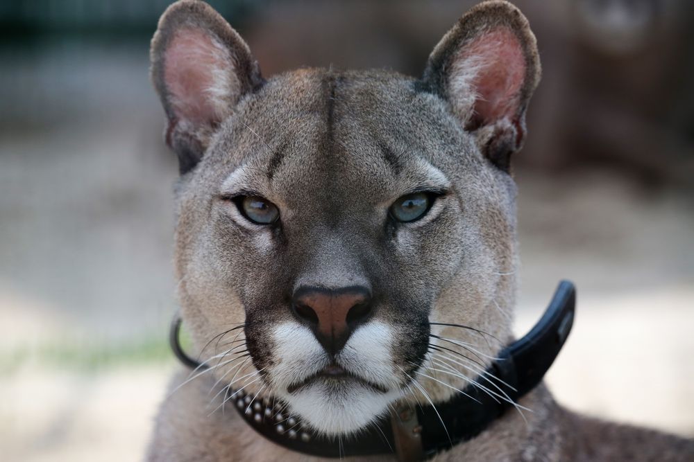 Puma 2 Foto Bild Tiere Tier Und Mensch Natur Bilder Auf Fotocommunity