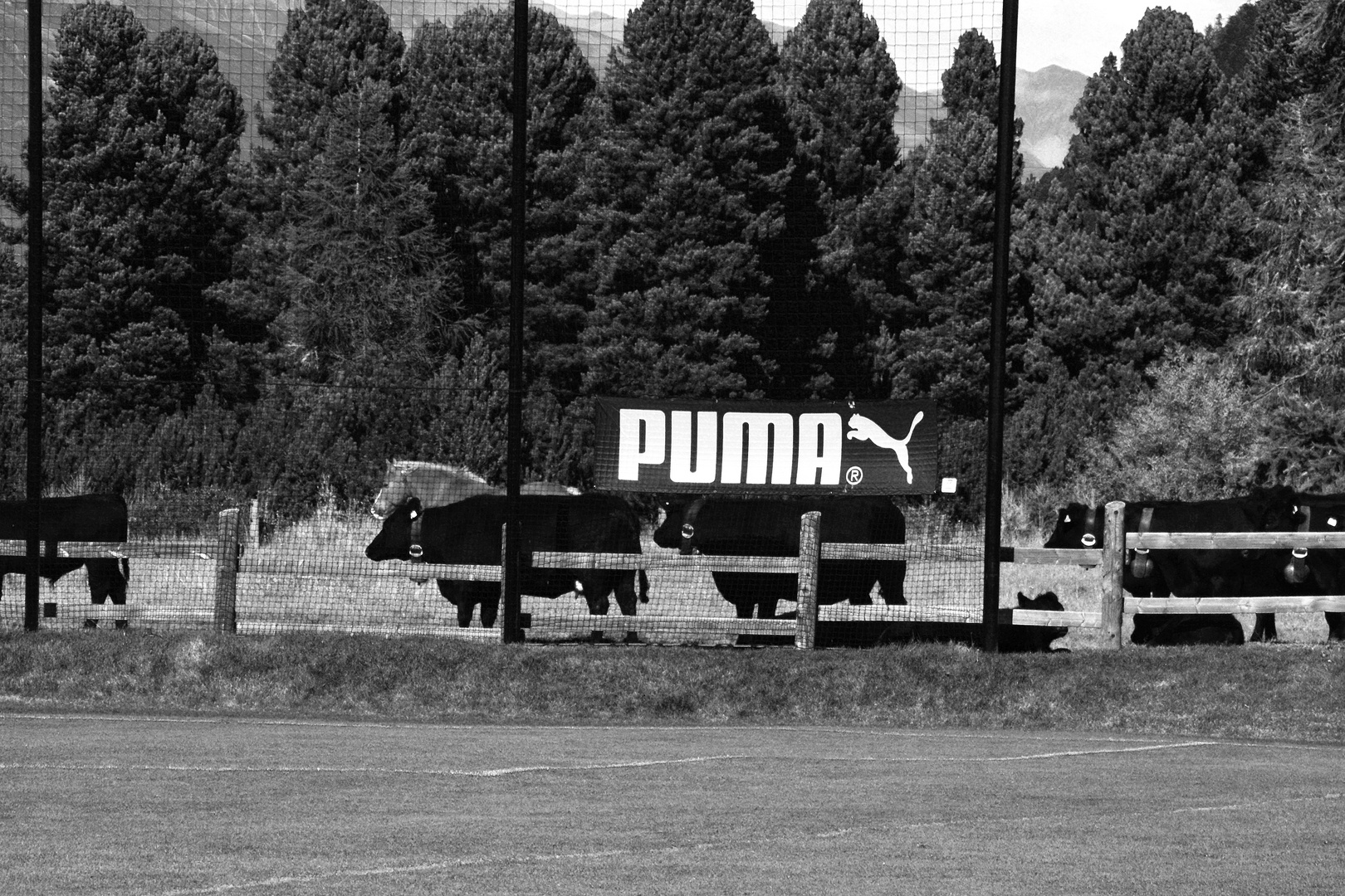 Puma