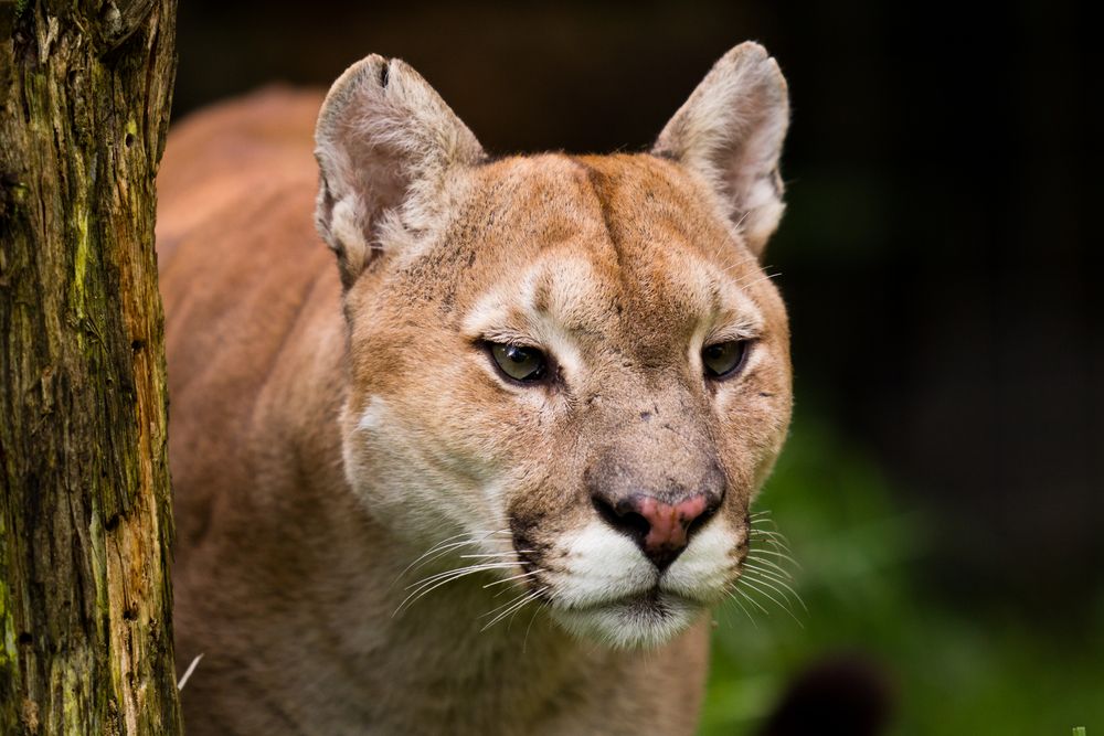 Puma Foto & Bild | tiere, zoo, wildpark & falknerei, säugetiere Bilder ...
