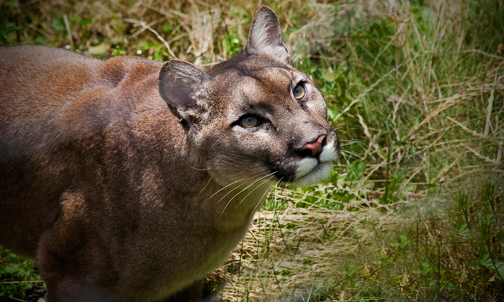 Puma auf Lauer