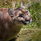 Puma auf Lauer