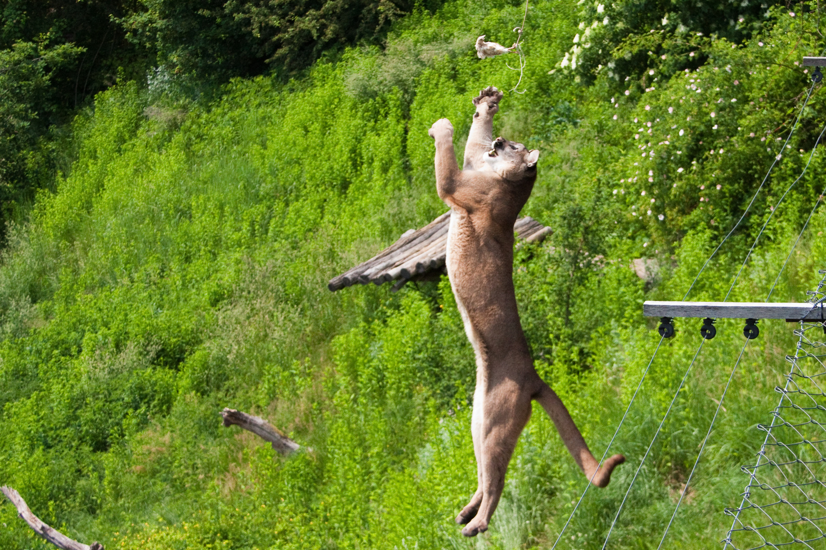 Puma bei der Fütterung