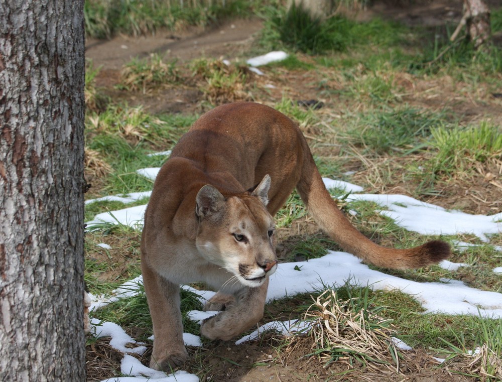 Puma bei Fütterung