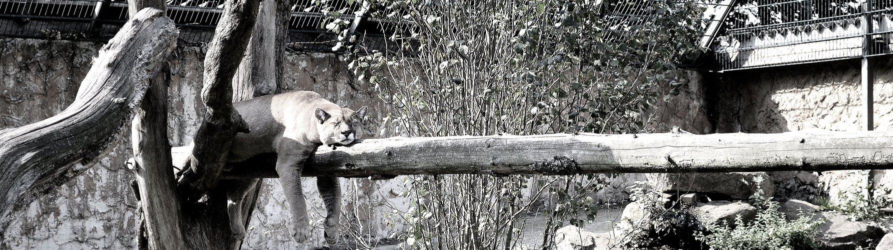 Puma beim Mittagsschlaf