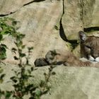 puma beim mittagsschlaf