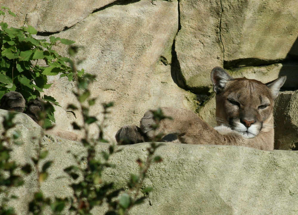 puma beim mittagsschlaf