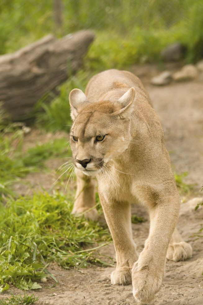 Puma Chileno