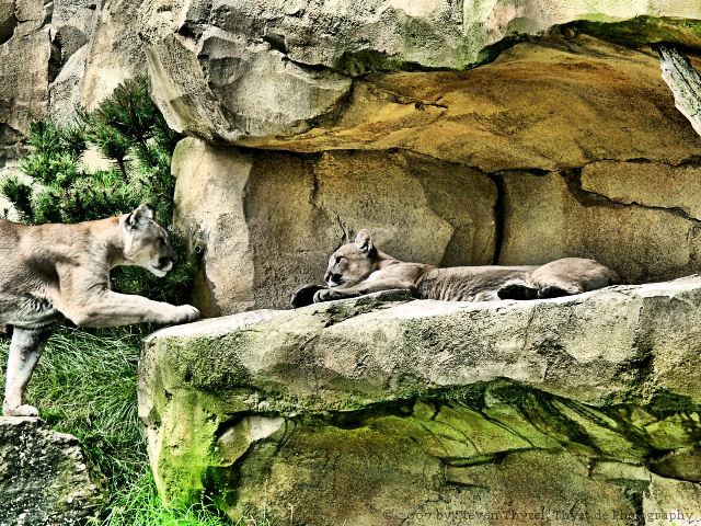 Puma concolor