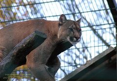 Puma (denkt: Wann kommt denn endlich mal mein Fressen?!")