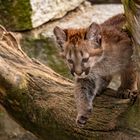 Puma der Schleicher