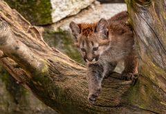 Puma der Schleicher