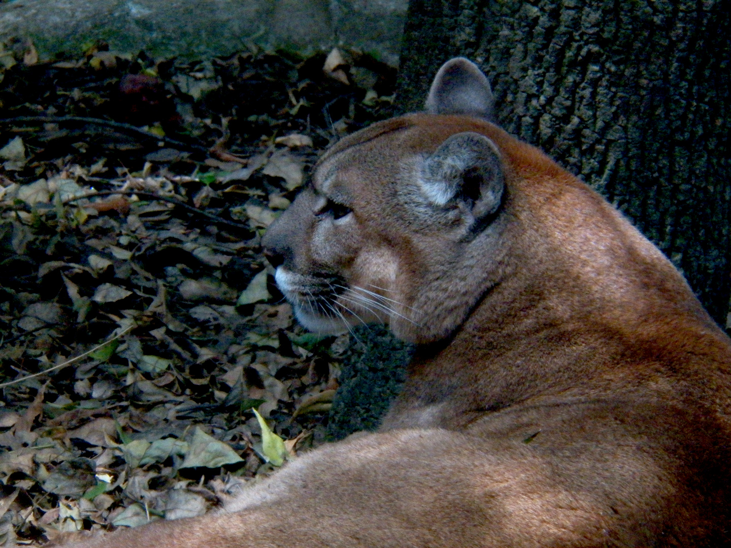 puma descansando