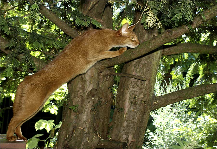 Puma Domesticus Holsatiensis ...