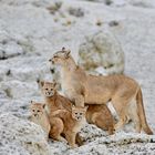 Puma familie