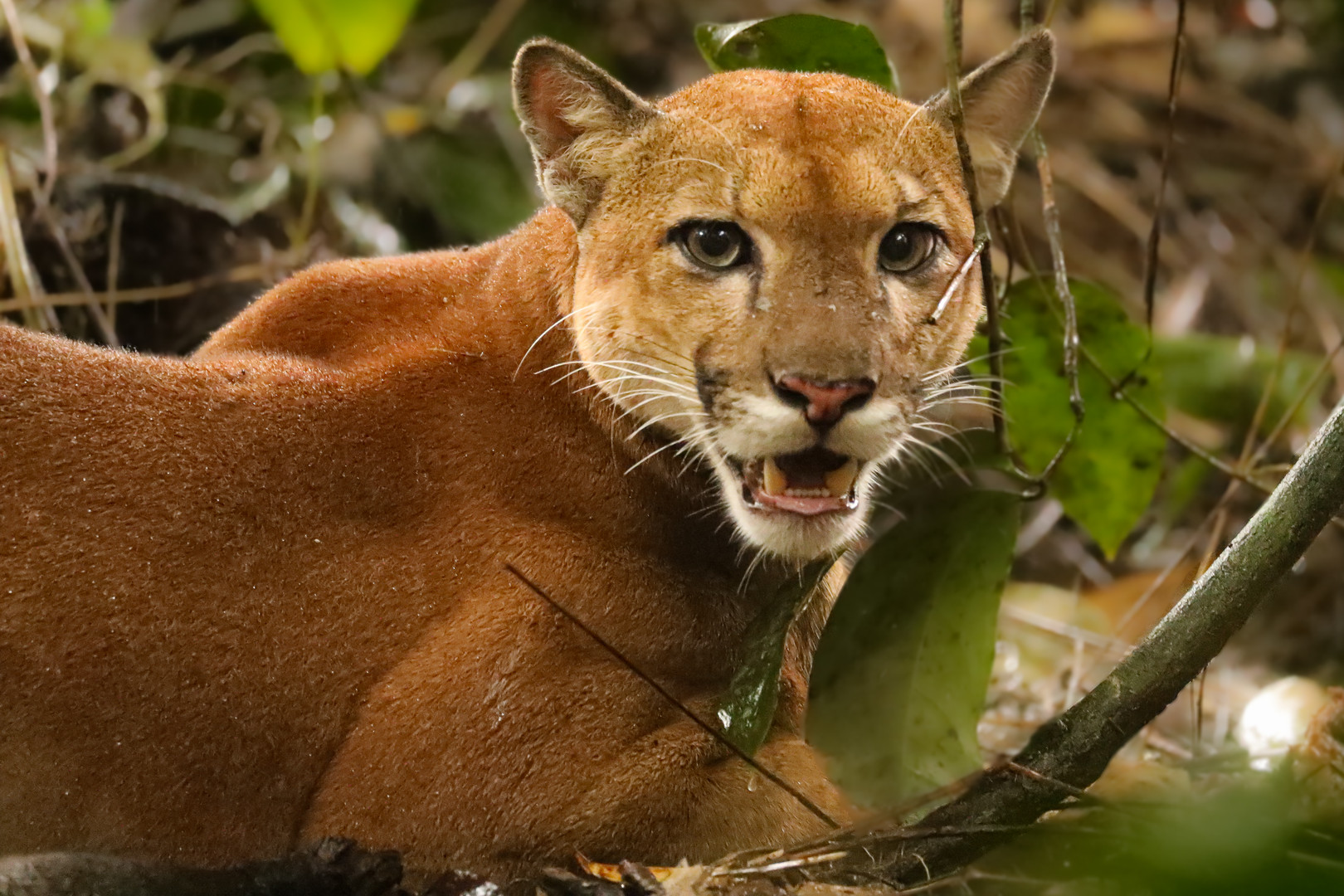 Puma im Corcovado Nationalpark