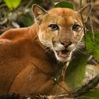 Puma im Corcovado Nationalpark