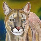 Puma im Porträt - mit Pastellkreide gemalt
