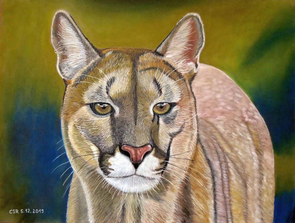 Puma im Porträt - mit Pastellkreide gemalt