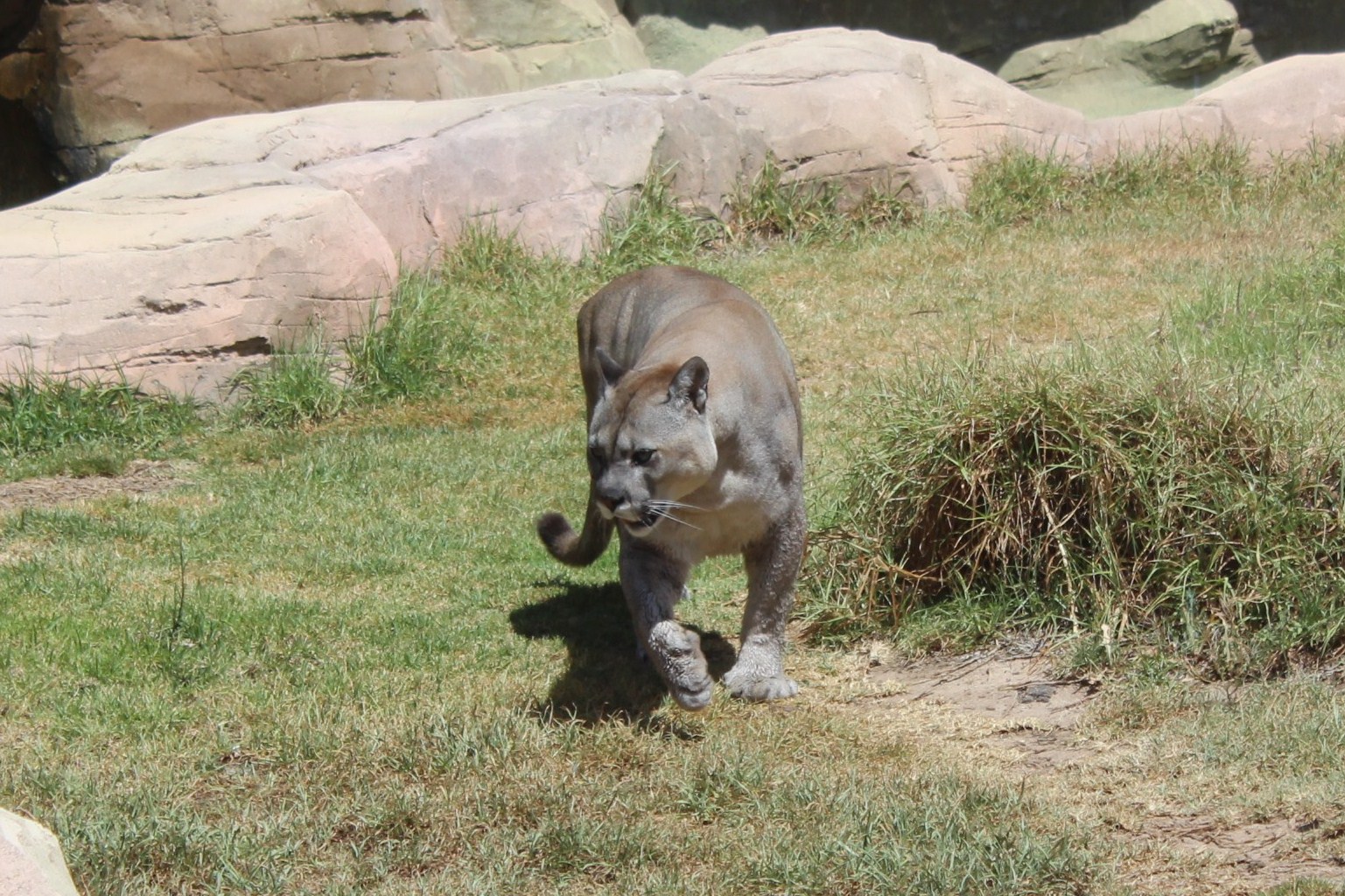 Puma im Rancho Texas Park 2