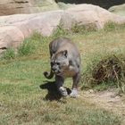 Puma im Rancho Texas Park 2