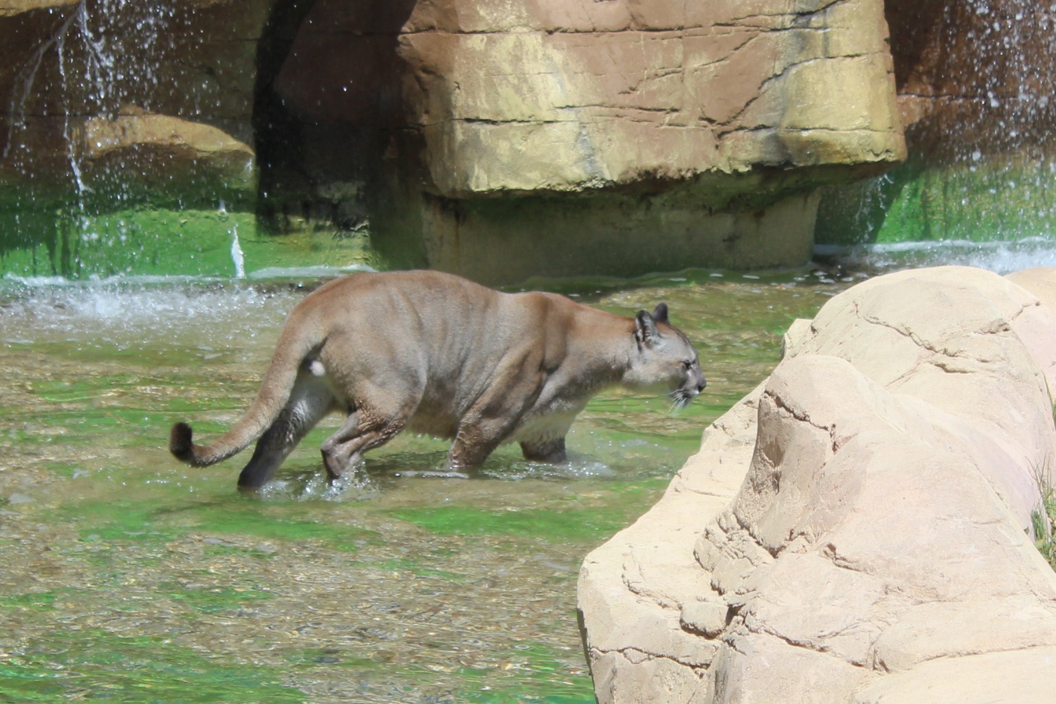 Puma im Rancho Texas Park