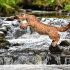 Puma im Sprung