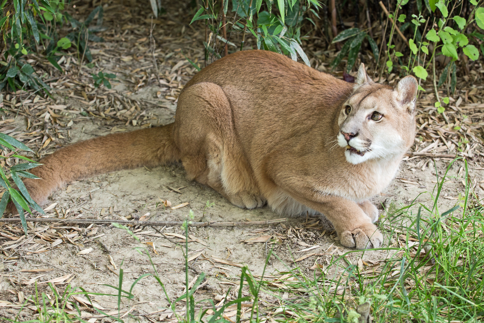 Puma im Tierpark Subingen