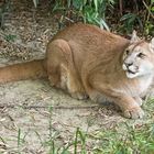 Puma im Tierpark Subingen