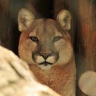 Puma im Zoo Hellabrunn