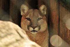 Puma im Zoo Hellabrunn