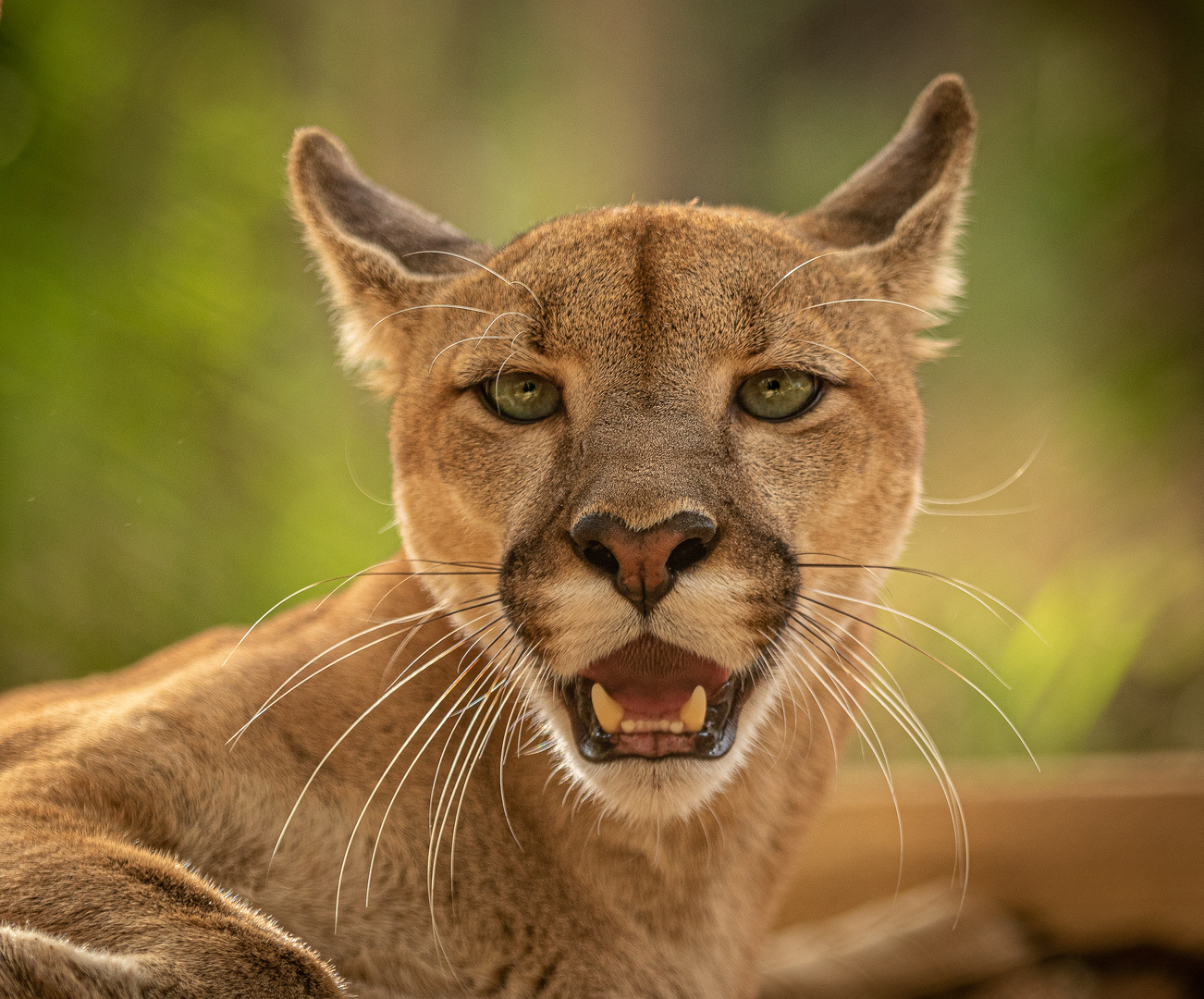 Puma in Brasilien