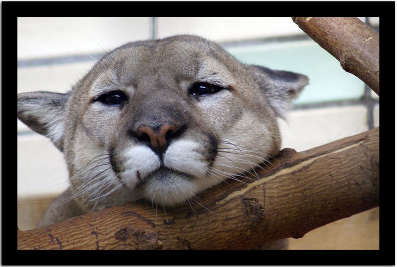 Puma macht Pause